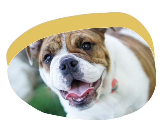 犬の写真です.