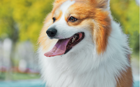 犬の写真です.