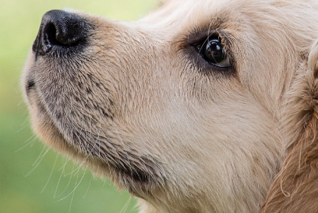 犬の写真です.