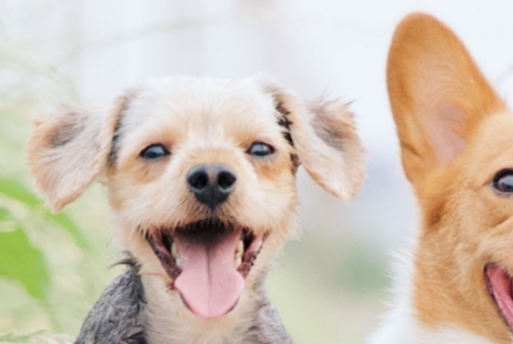 犬の写真です.