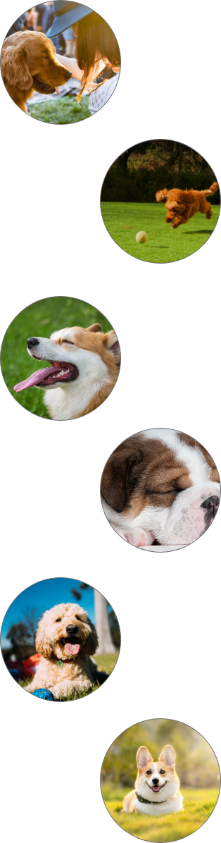 犬の画像です。