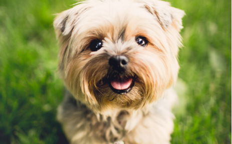 犬の写真です.