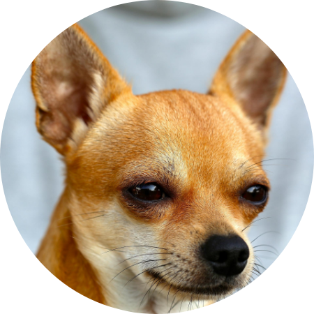 犬の写真です.