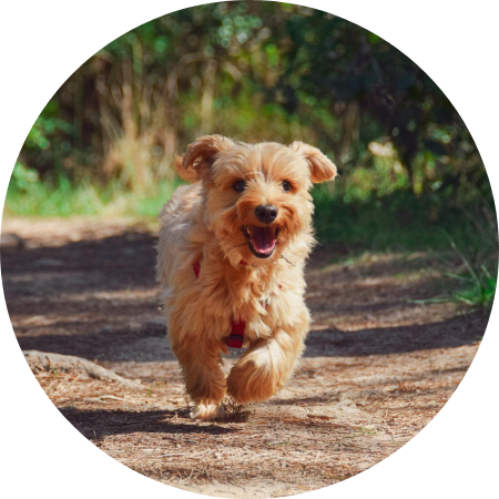 犬の写真です.