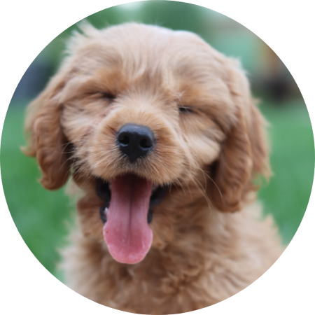 犬の写真です.