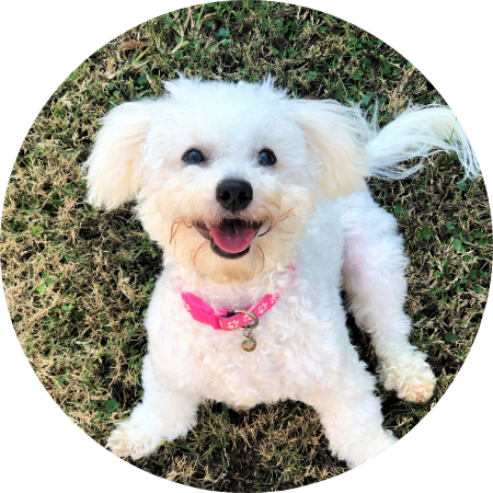 犬の写真です.