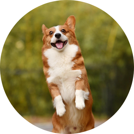 犬の写真です.