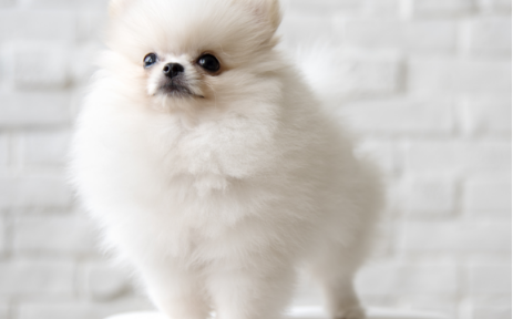 犬の写真です.